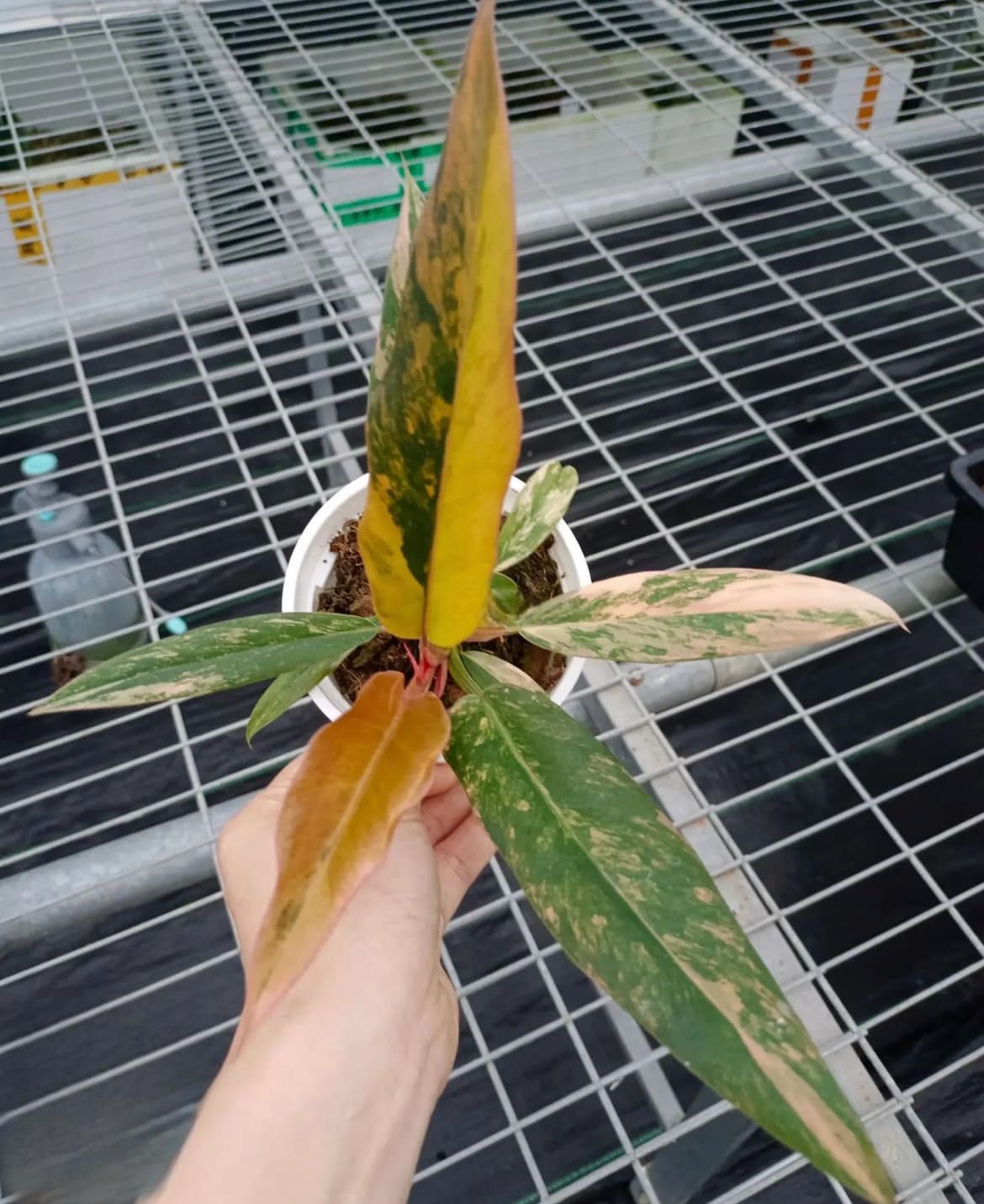 philodendron caramel marble pink variegated Philodendron "Carmel Marble" variegated / "Caramel Marble" TC Plantlet – OrchidBox Wholesale