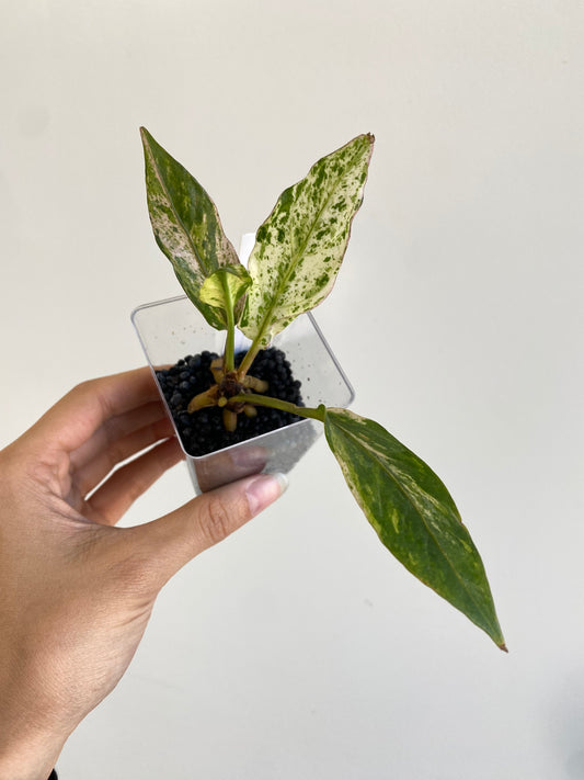 Anthurium hookeri black pink form variegated *On Hand*