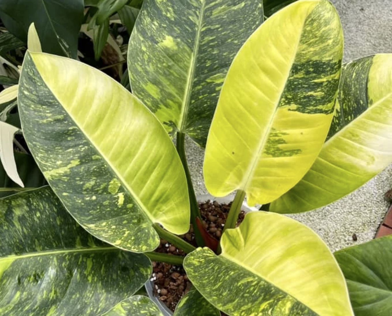Philodendron "Green Congo Marble" variegated TC plantlet
