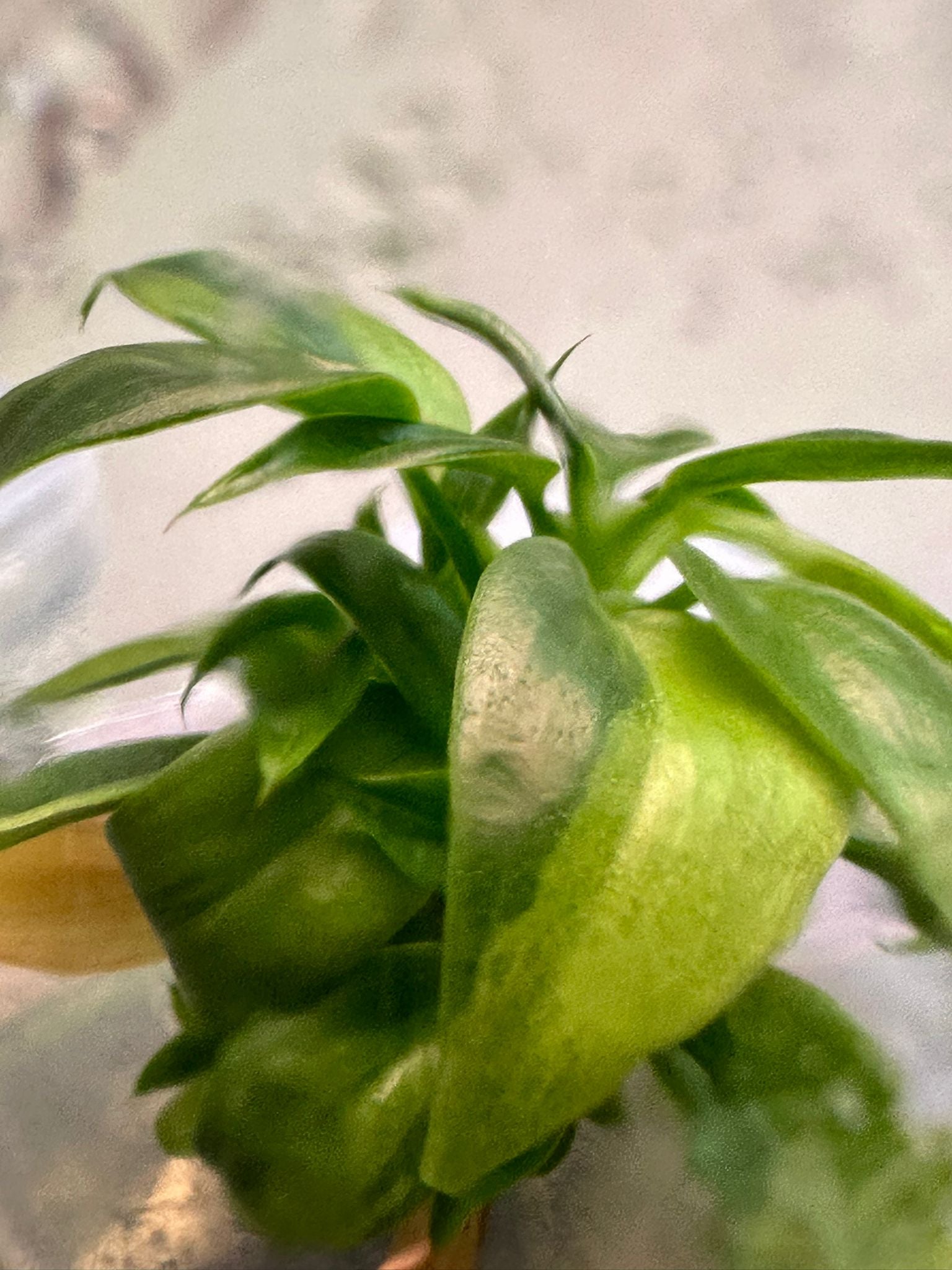 philodendron verrucosum variegated Philodendron verrucosum variegated TC Plantlet – OrchidBox Wholesale