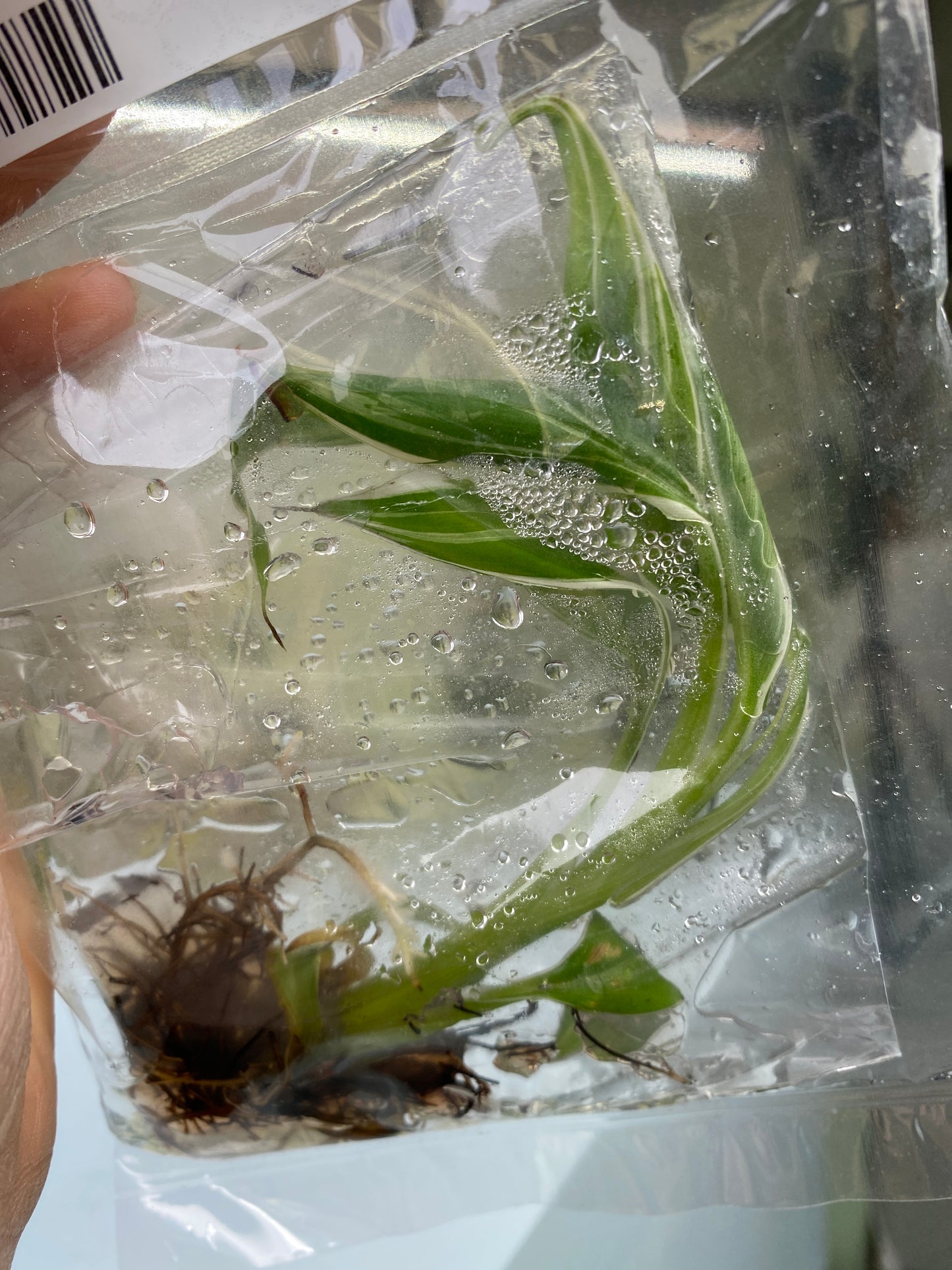 Musa "Florida Banana" variegated TC Plantlet