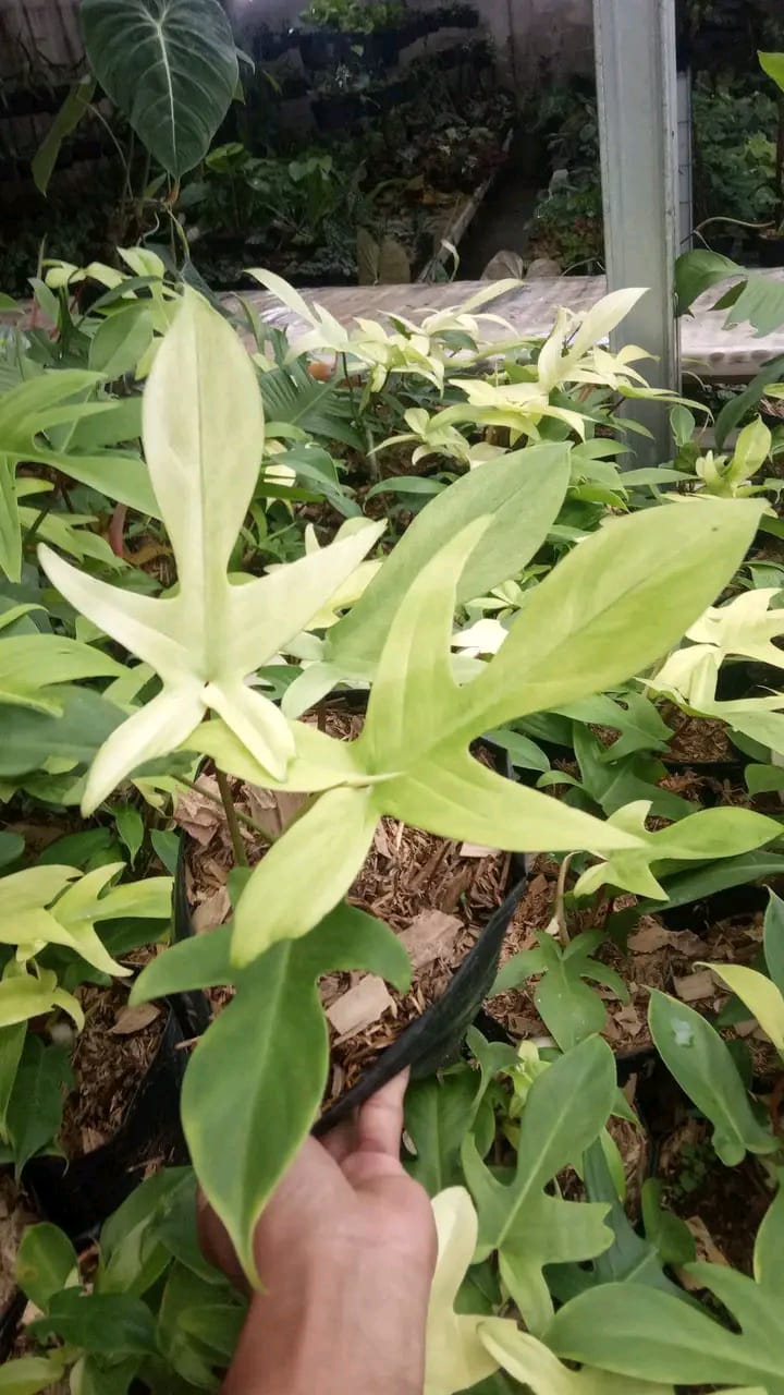 Philodendron "Florida Ghost" variegated