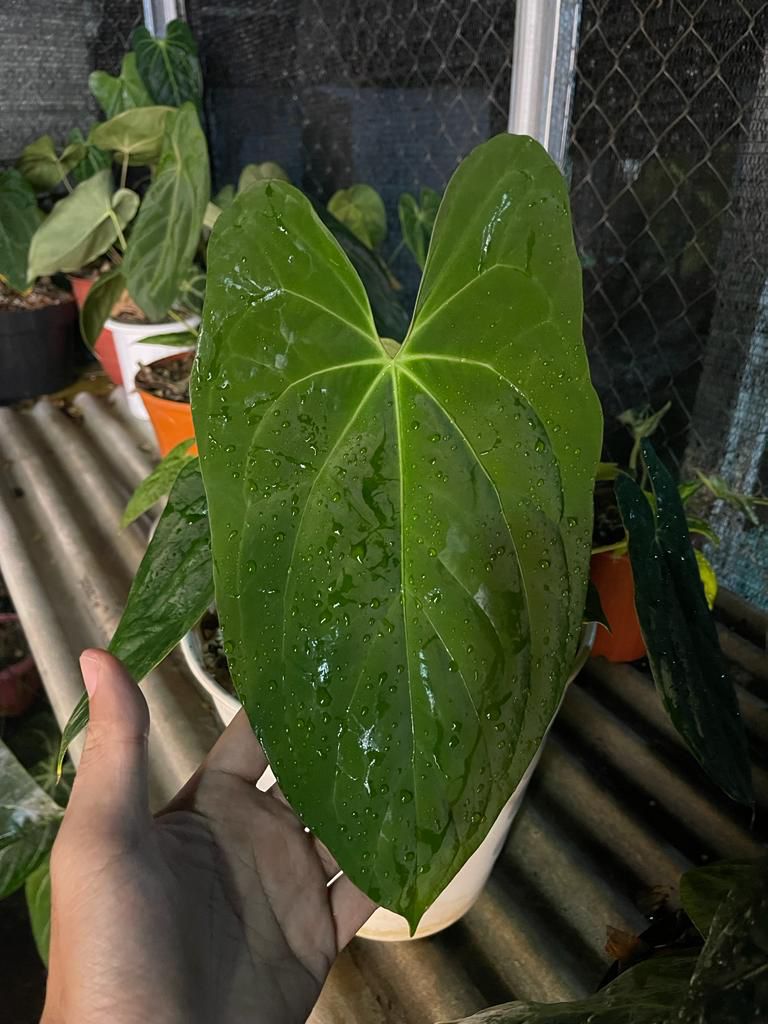 Anthurium papillilamium "Fort Sherman" × papillilamium "Legends"