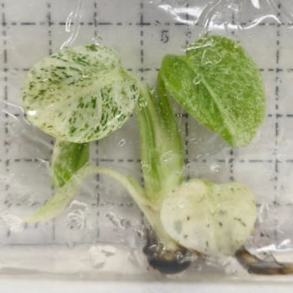 buy white monstera Monstera deliciosa “White Monster” variegated TC Plantlet *On Hand* – OrchidBox Wholesale