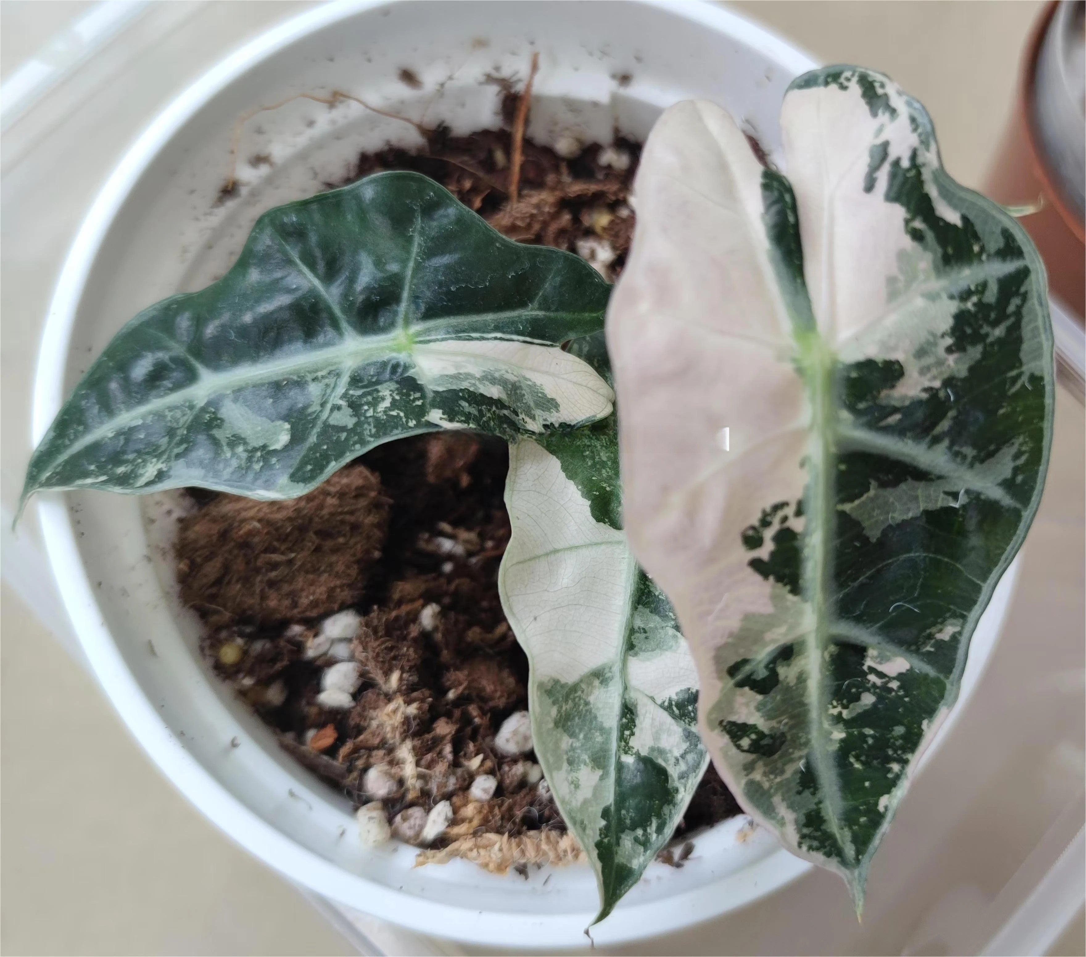 Alocasia 