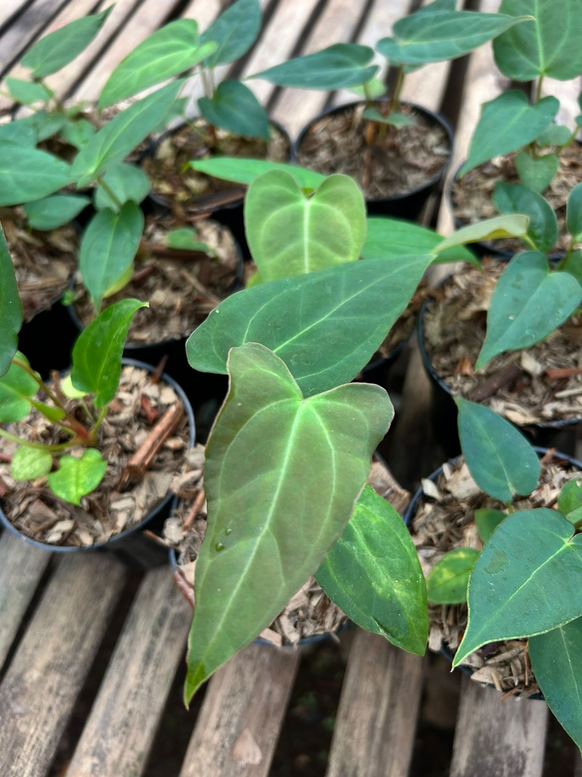 Anthurium papillilaminum