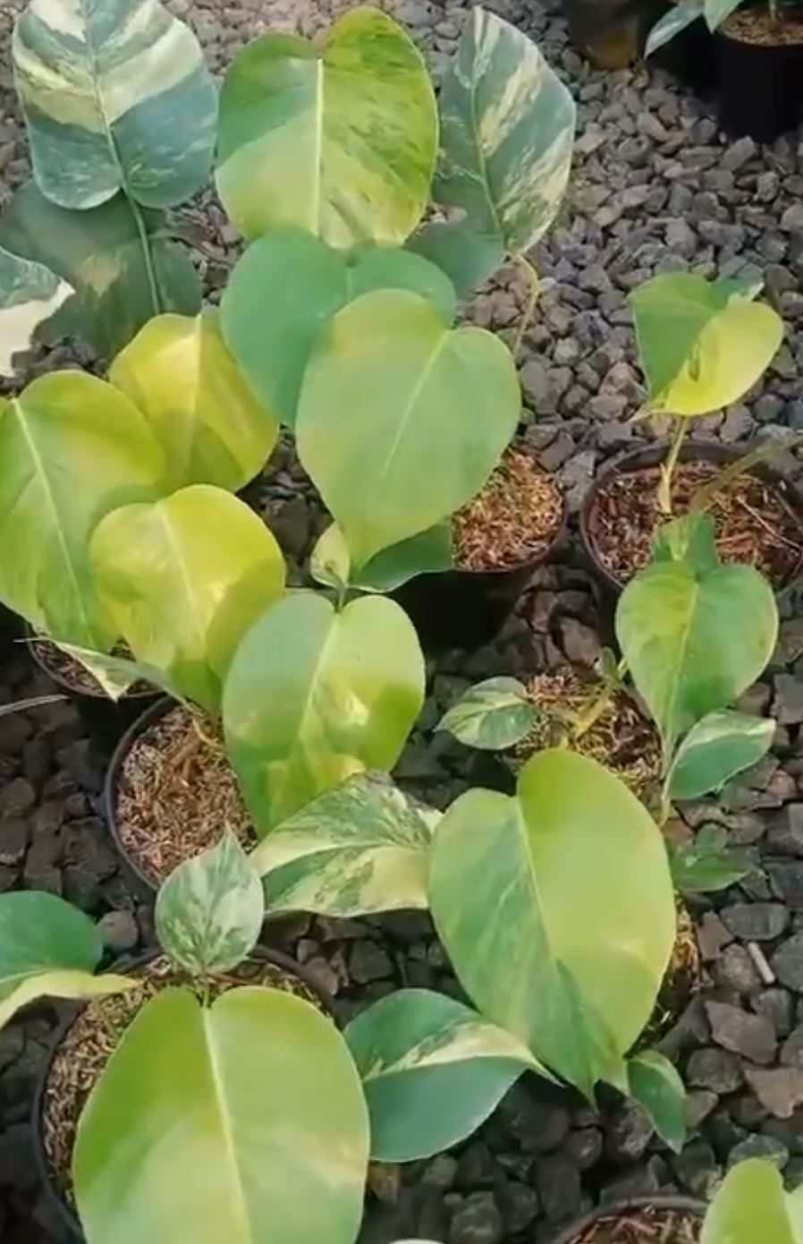 Monstera deliciosa "Aurea Marmorata" variegated Small 1-2 Leaf