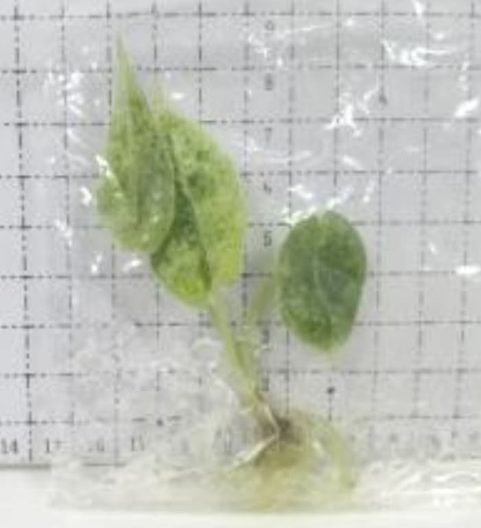 Alocasia dragon scale mint - 2