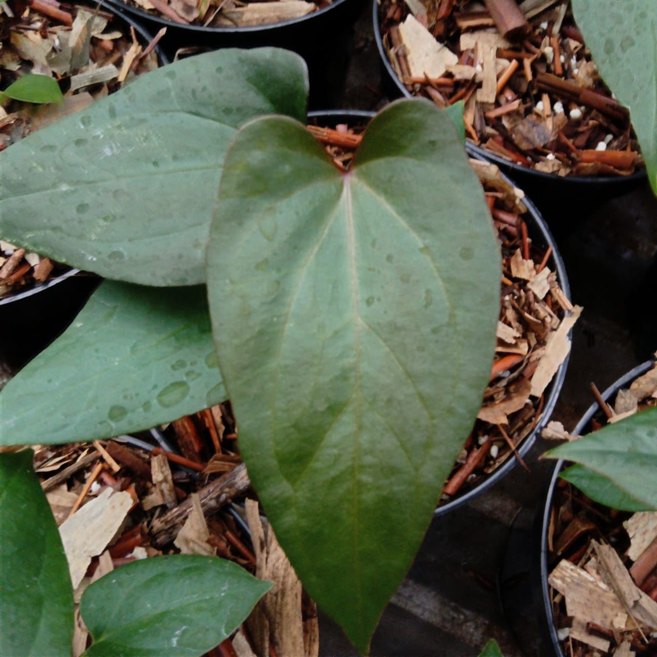 Anthurium papillilaminum "Red Stem"