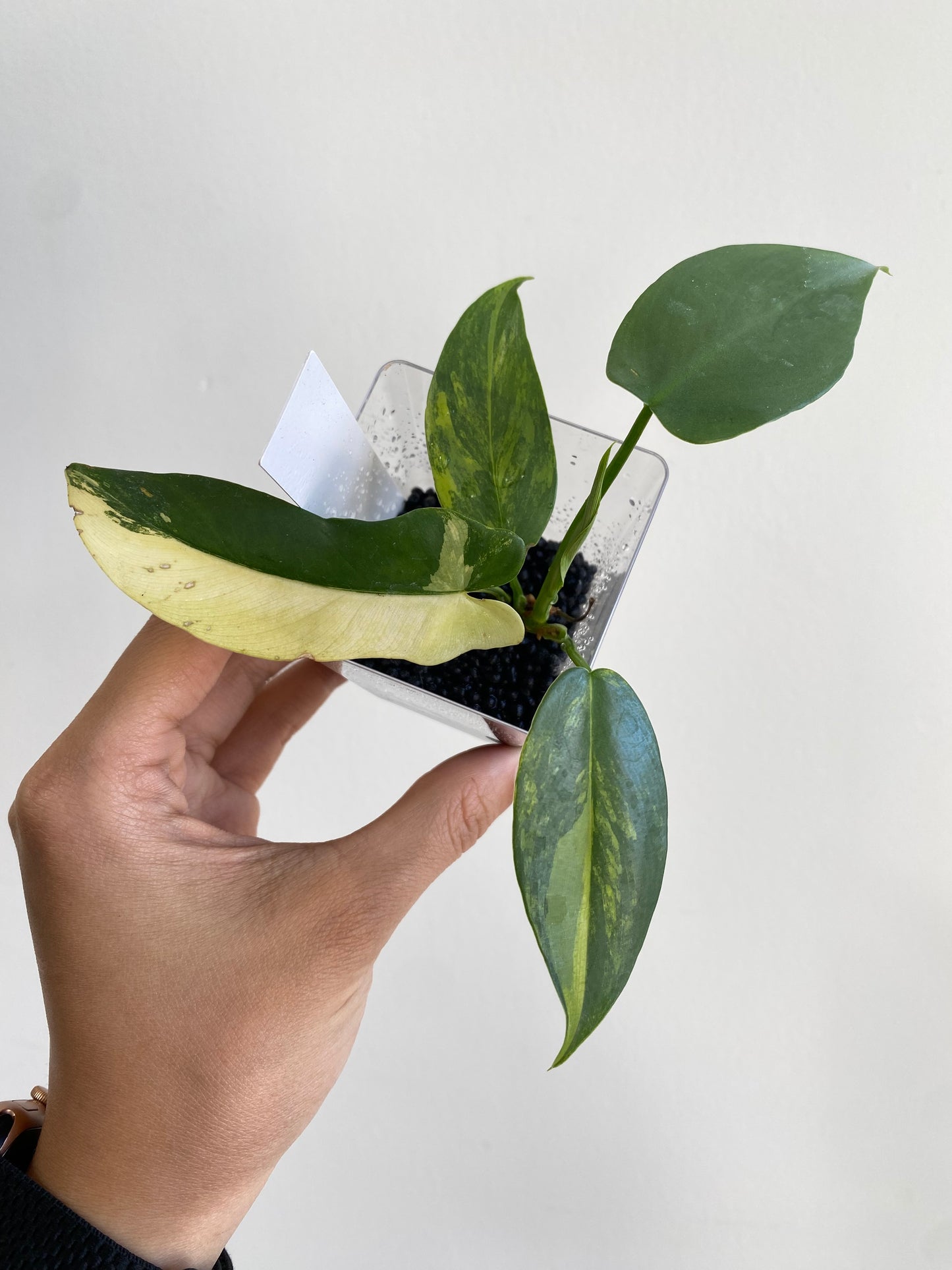 Philodendron bipennifolium variegated SM 2-3 leaf *On Hand*