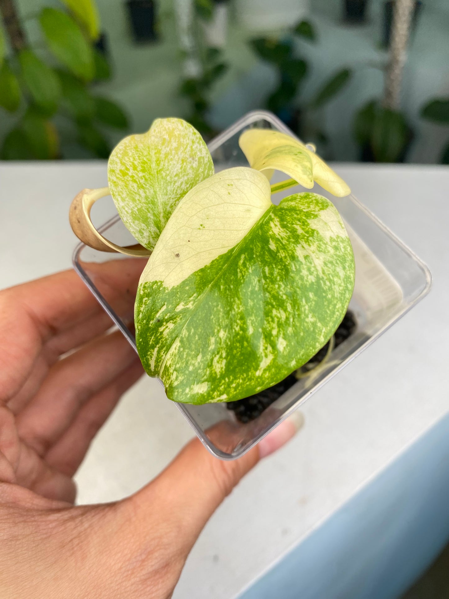 Monstera deliciosa "Mint" variegated TC Plantlet