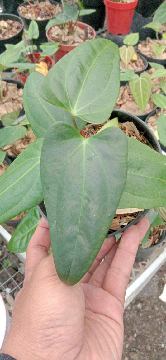 Anthurium portillae Indonesian Form