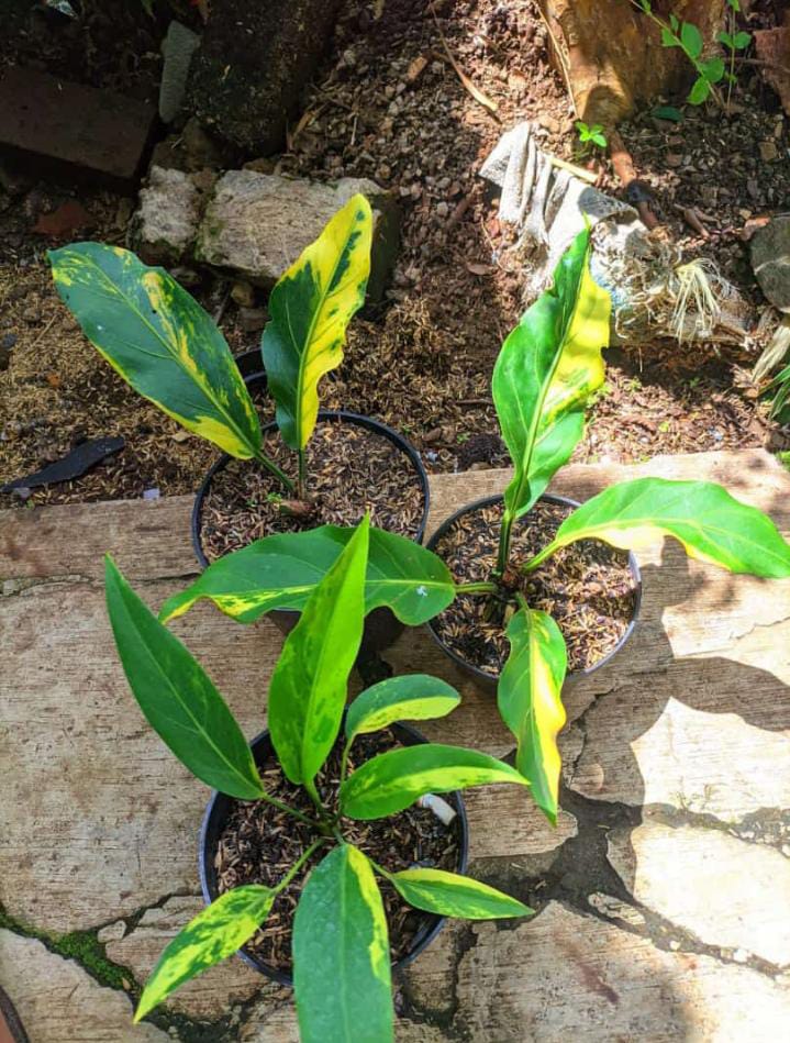 Anthurium plowmanii variegated