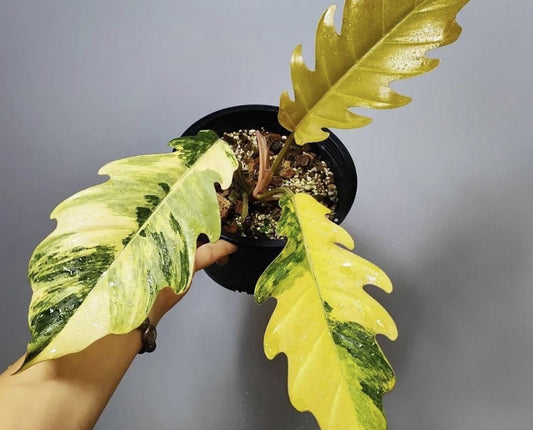 Philodendron "Carmel Marble" variegated TC plantlet *On Hand*
