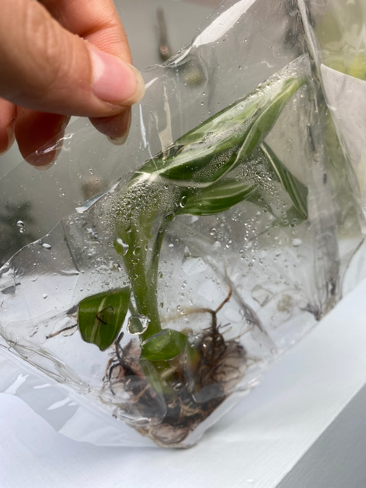 Musa "Florida Banana" variegated TC Plantlet