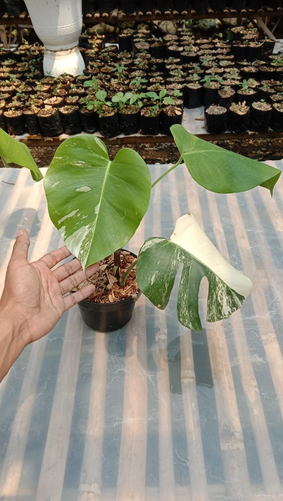 Monstera deliciosa "Albo" variegated SM-MD 2-3 leaves