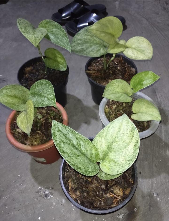 Scindapsus pictus "Exotica Mint" variegated