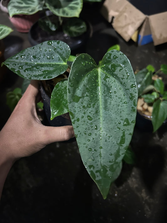 Anthurium portillae × MD *On Hand*