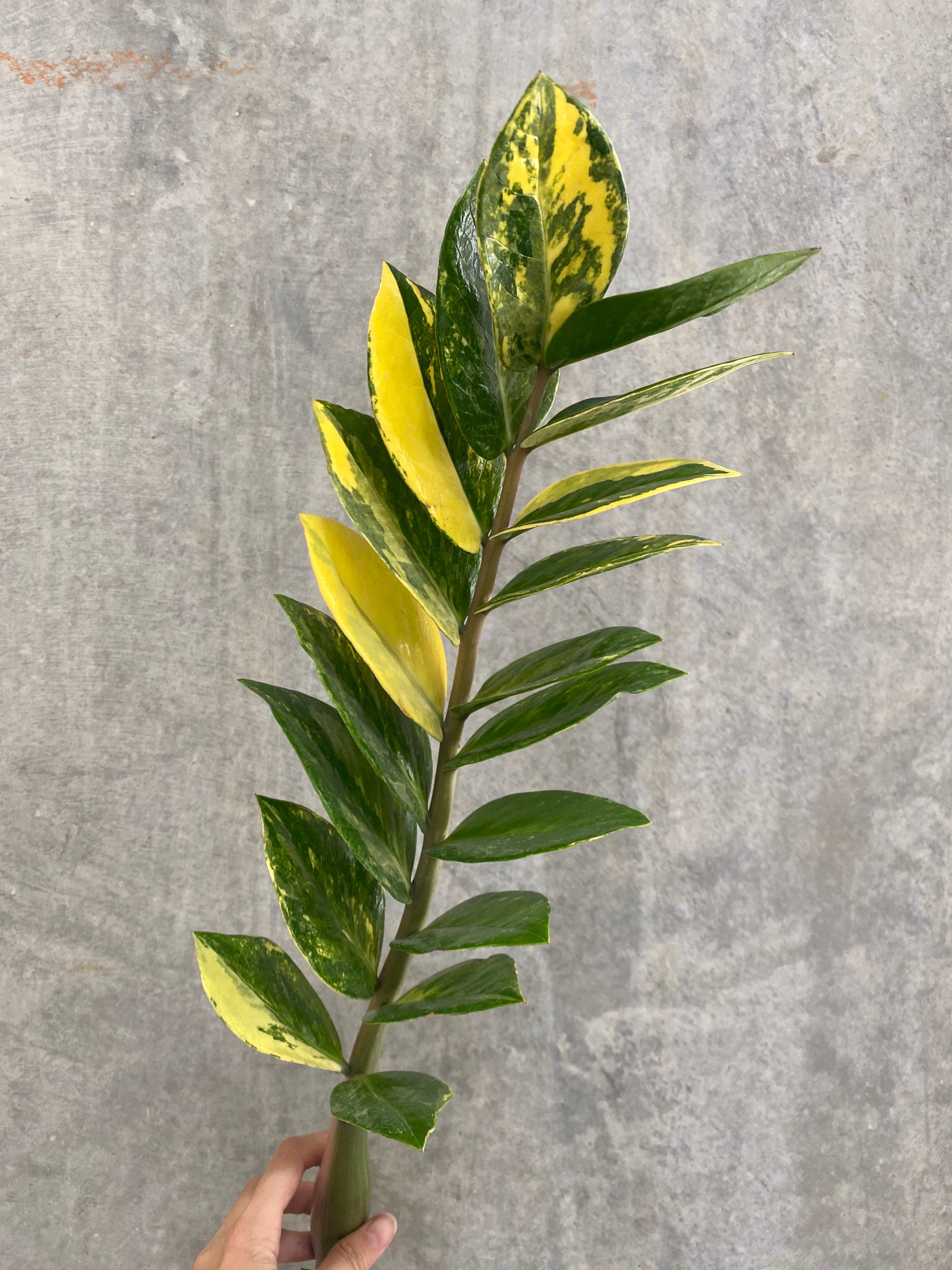 【CPC-L24】ZAM様 CPC-L24】ZAM様 CPC-L24】ZAM様 Amazon.co.jp: 【CPC-L24】 アーケード