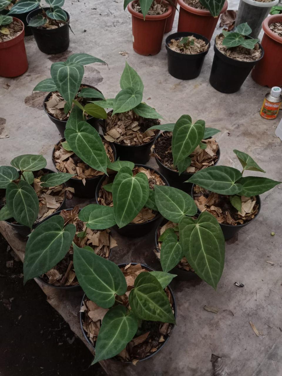 Anthurium papillilaminum "Legends"