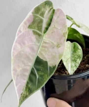 c6a3d8fb-a238-495b-8c75-9b00d97c3b96.jpg