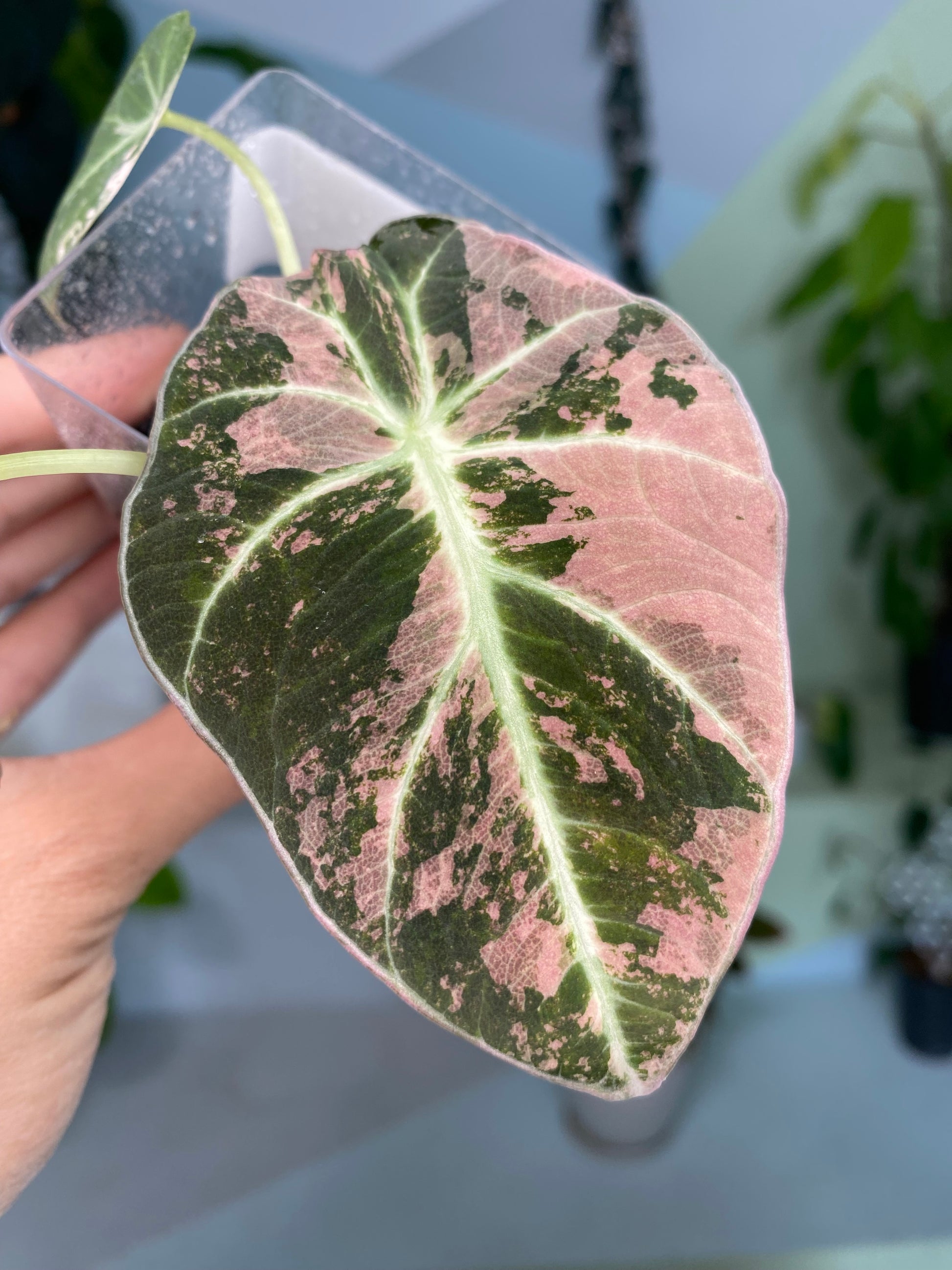 variegated pink elephant ear plant Alocasia reginula "Black Velvet Pink" variegated TC Plantlet *On Hand* – OrchidBox Wholesale