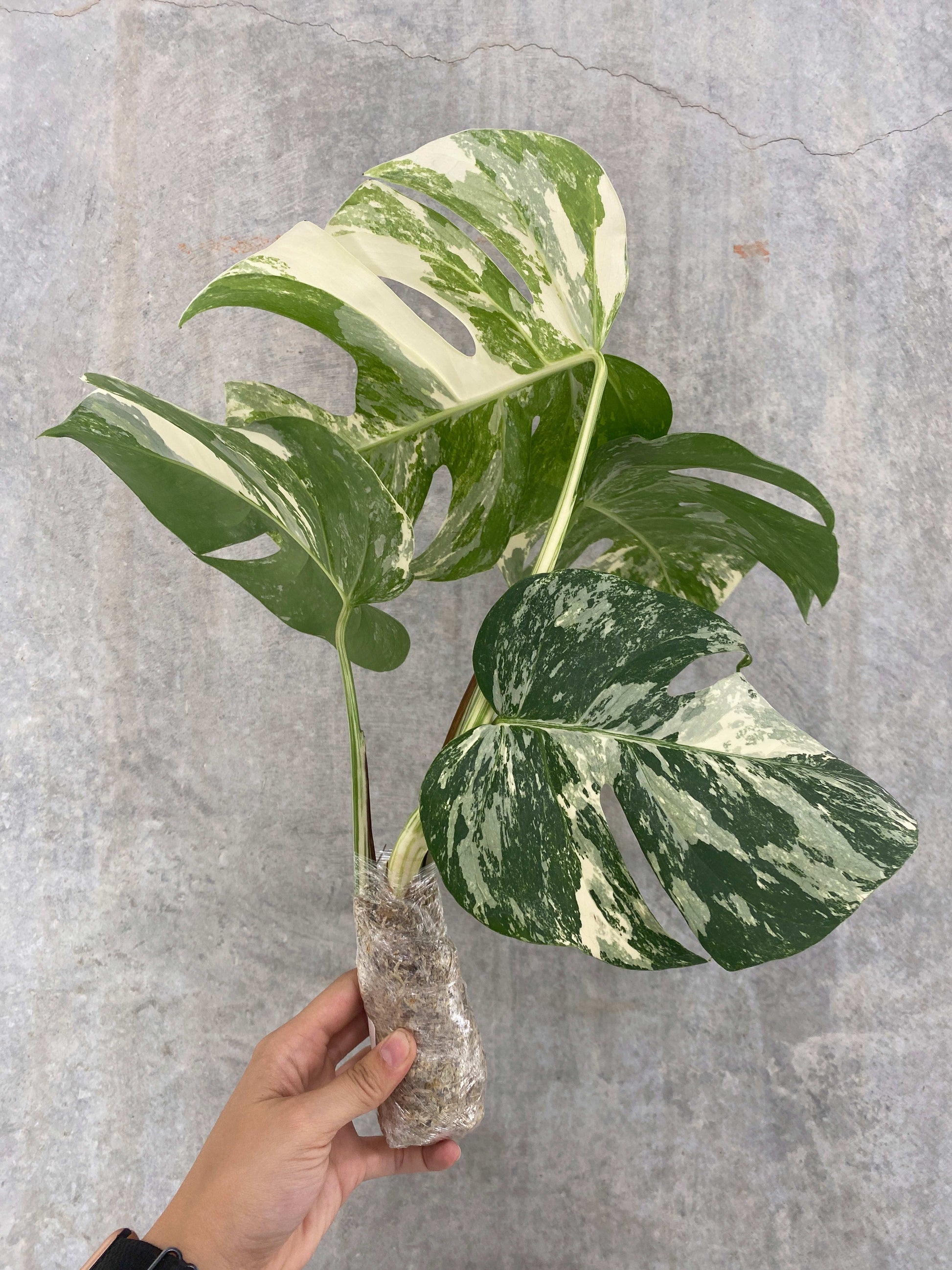 monstera albo deliciosa Monstera deliciosa "Albo-variegata" variegated 2-3 Leaves Grade A – OrchidBox Wholesale