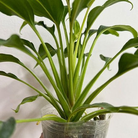 Philodendron Xanadu Dwarf Variegated 2.5"