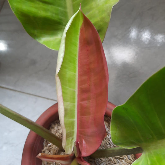 Philodendron "Red Moon" variegated *On Hand*