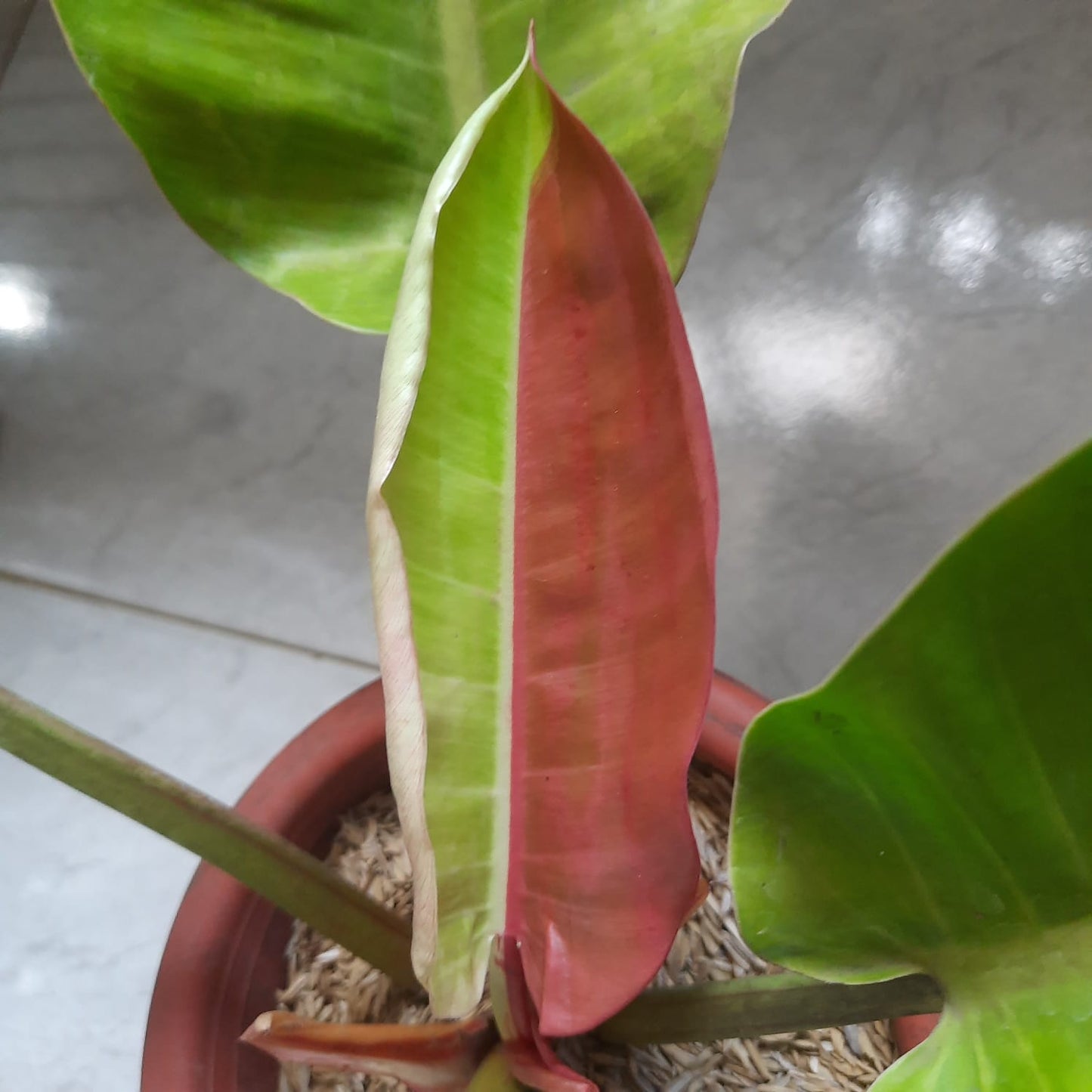 Philodendron "Red Moon" variegated