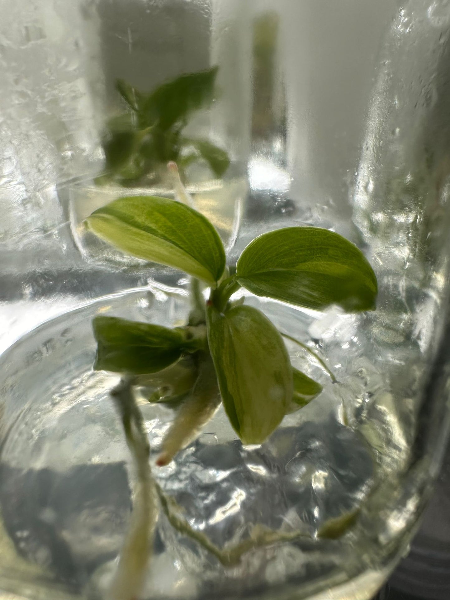 Philodendron pedatum variegated TC Plantlet