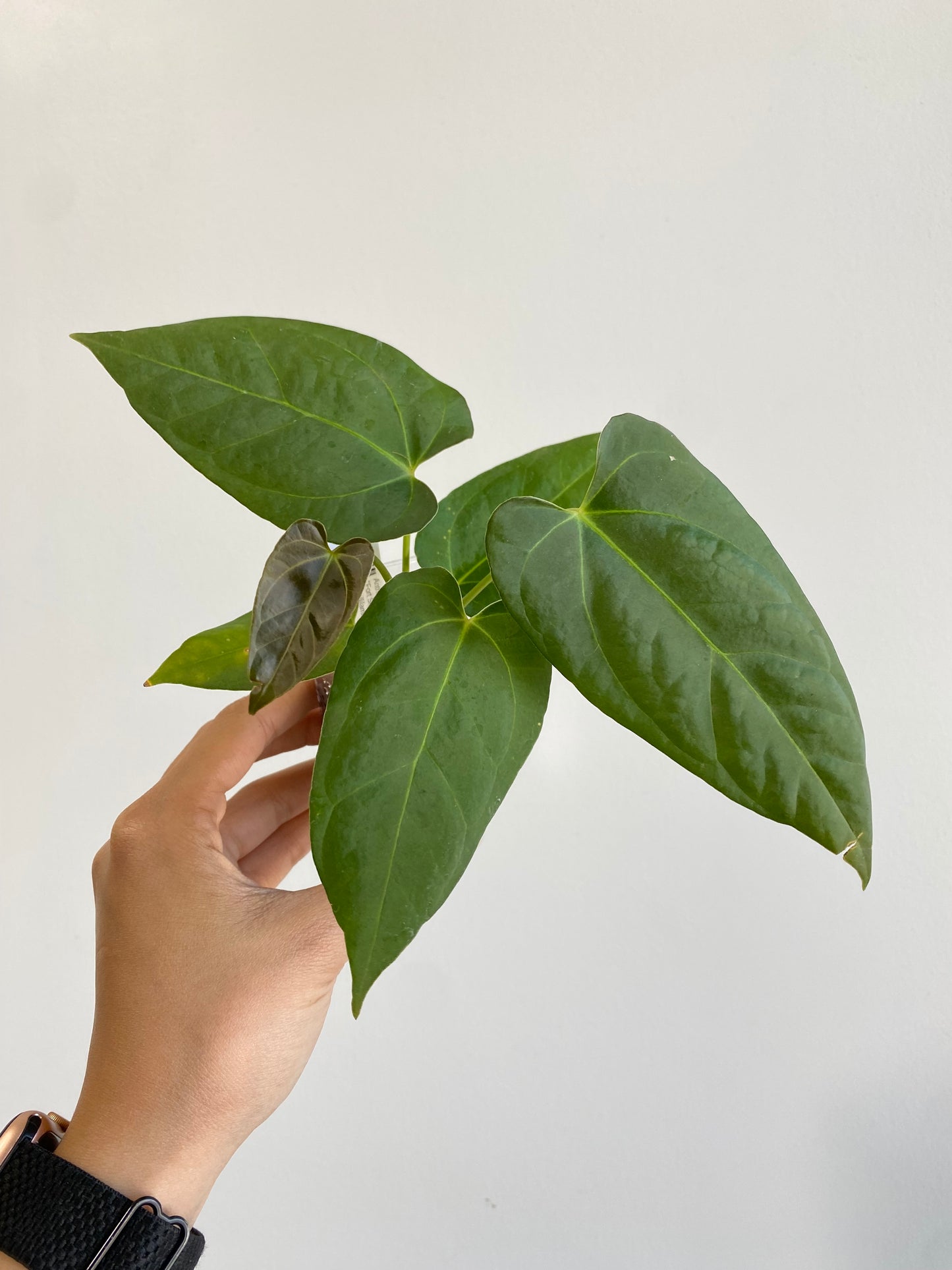 Anthurium papillilamium "Fort Sherman" × papillilamium "Legends"