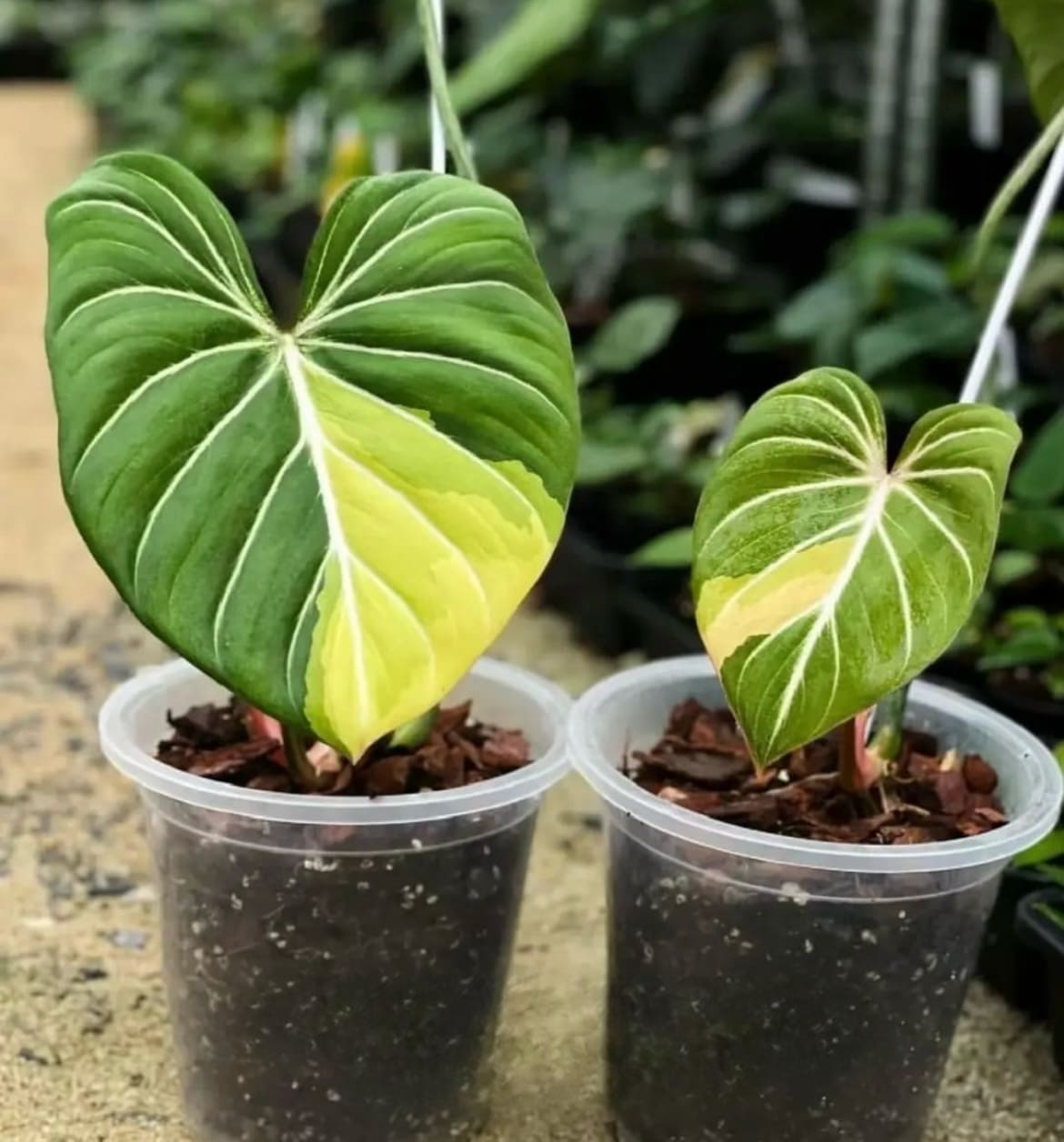 clorofito philodendron Philodendron gloriosum variegated TC Plantlet *On Hand* – OrchidBox Wholesale