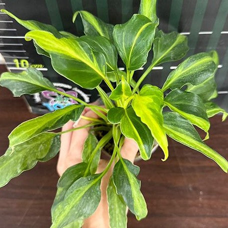 Philodendron Xanadu Dwarf Variegated 2.5"