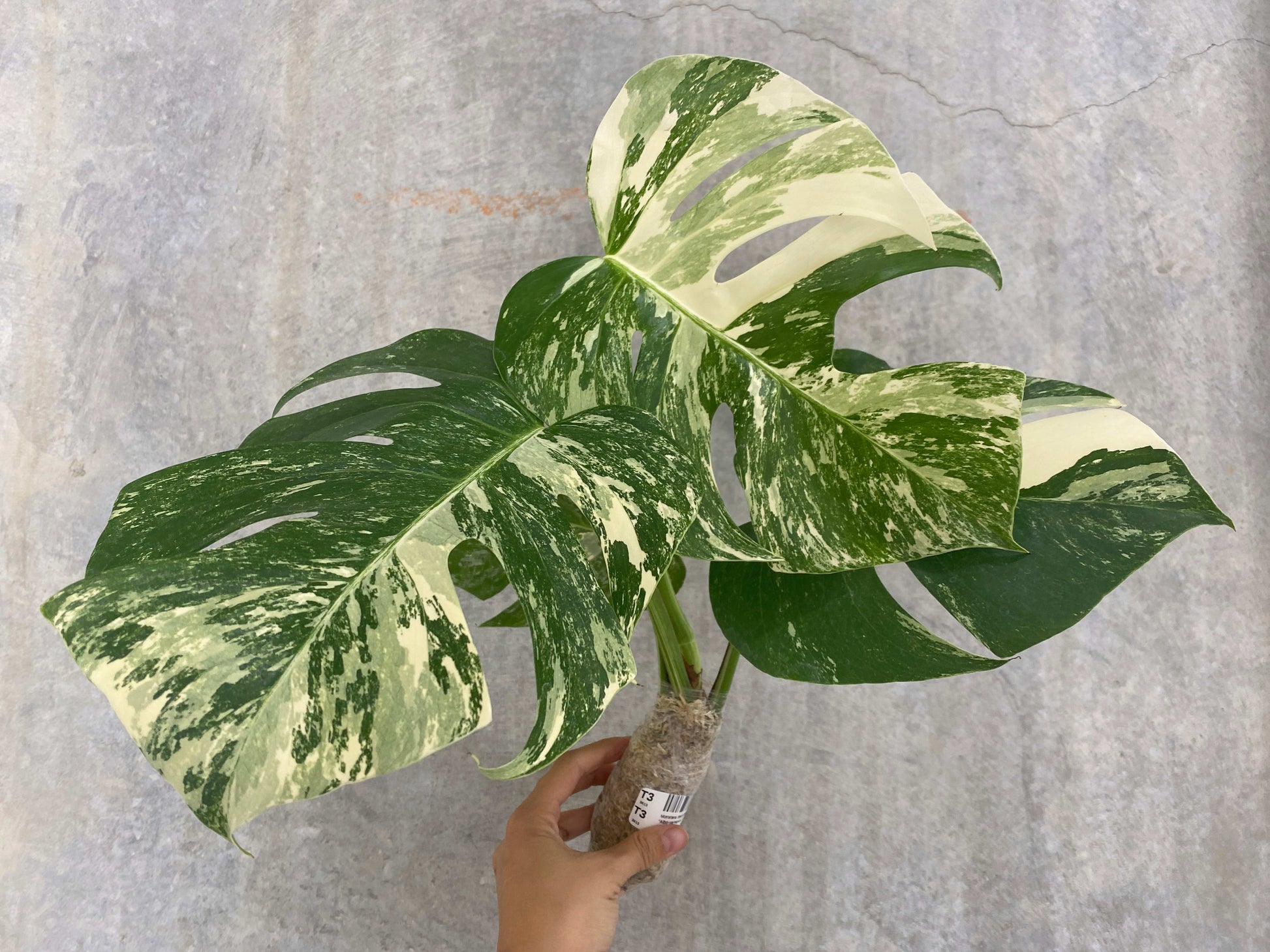 buy variegated monstera deliciosa Monstera deliciosa "Albo-variegata" variegated 2-3 Leaves Grade A – OrchidBox Wholesale
