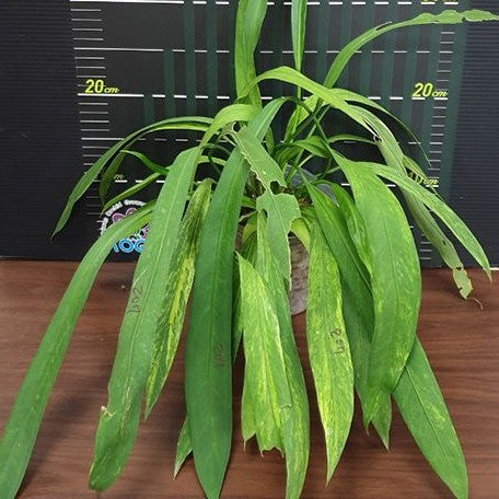 Anthurium vittariifolium (variegata) variegated XL