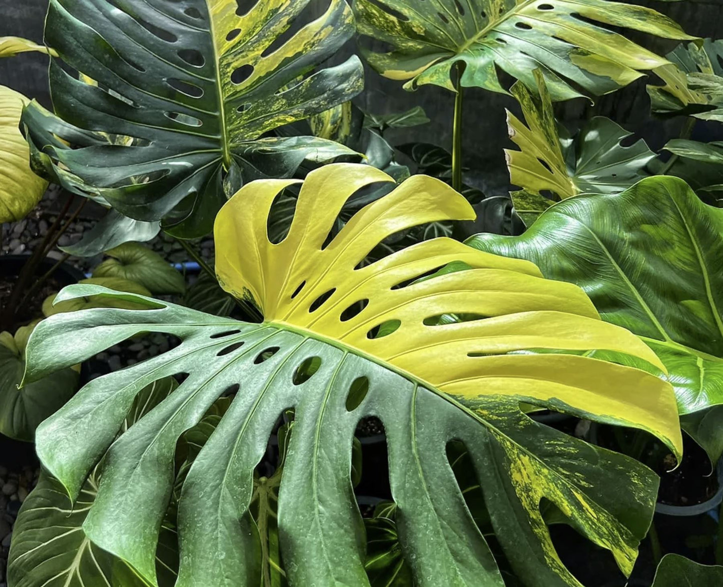 Monstera "Yellow Marilyn" variegated TC plantlet *On Hand*