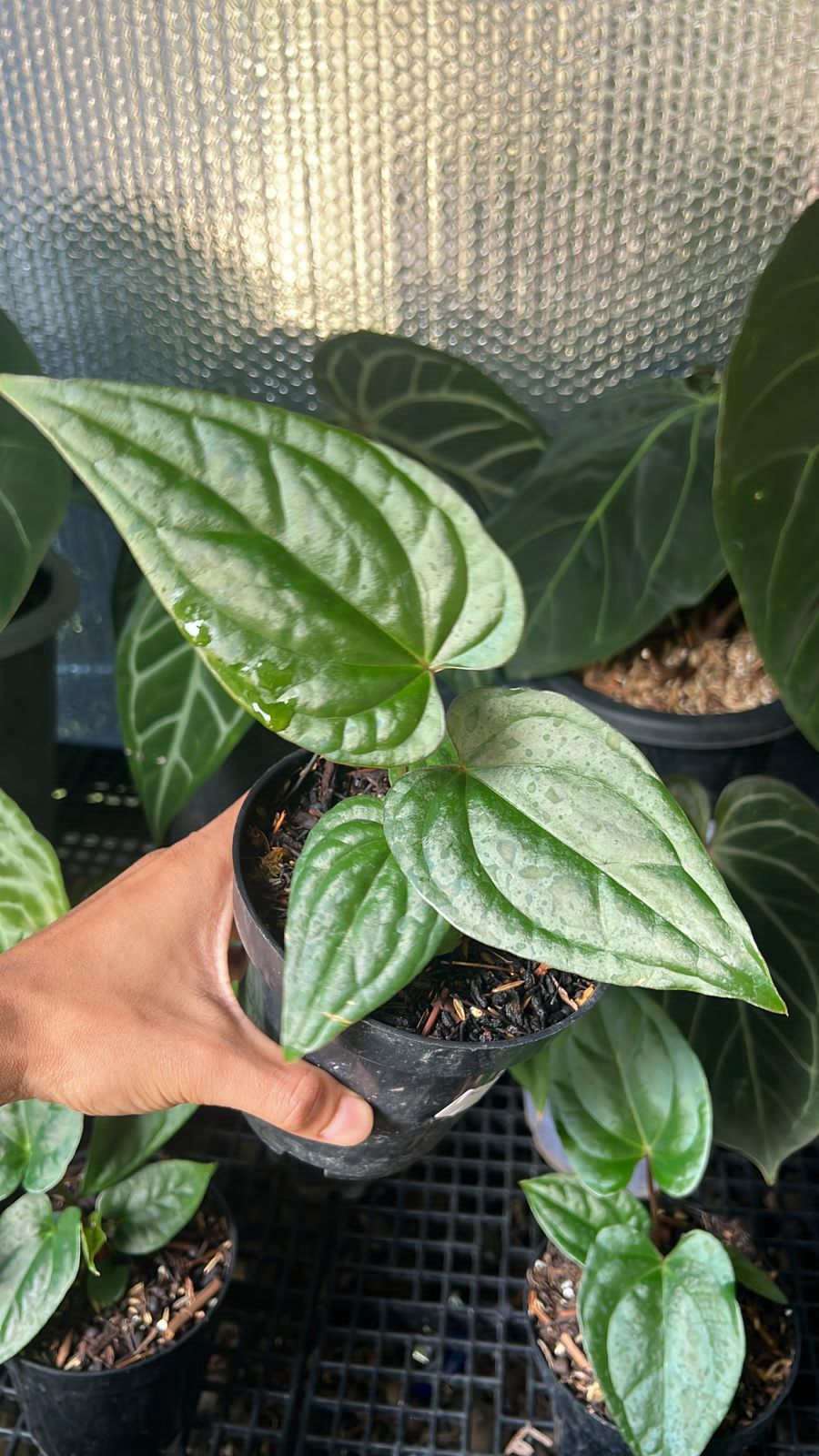 Anthurium papillilaminum “Red Stem” x luxurians