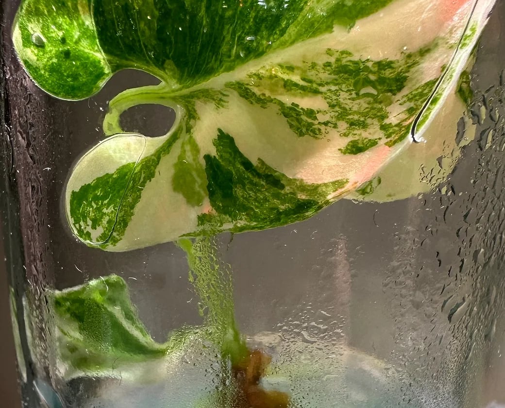 philodendron goeldii variegated Philodendron goeldii variegated TC Plantlet – OrchidBox Wholesale