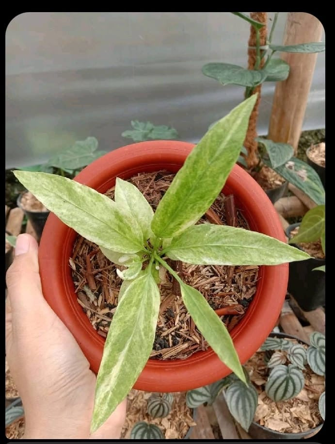 Anthurium vittariifolium variegated SM