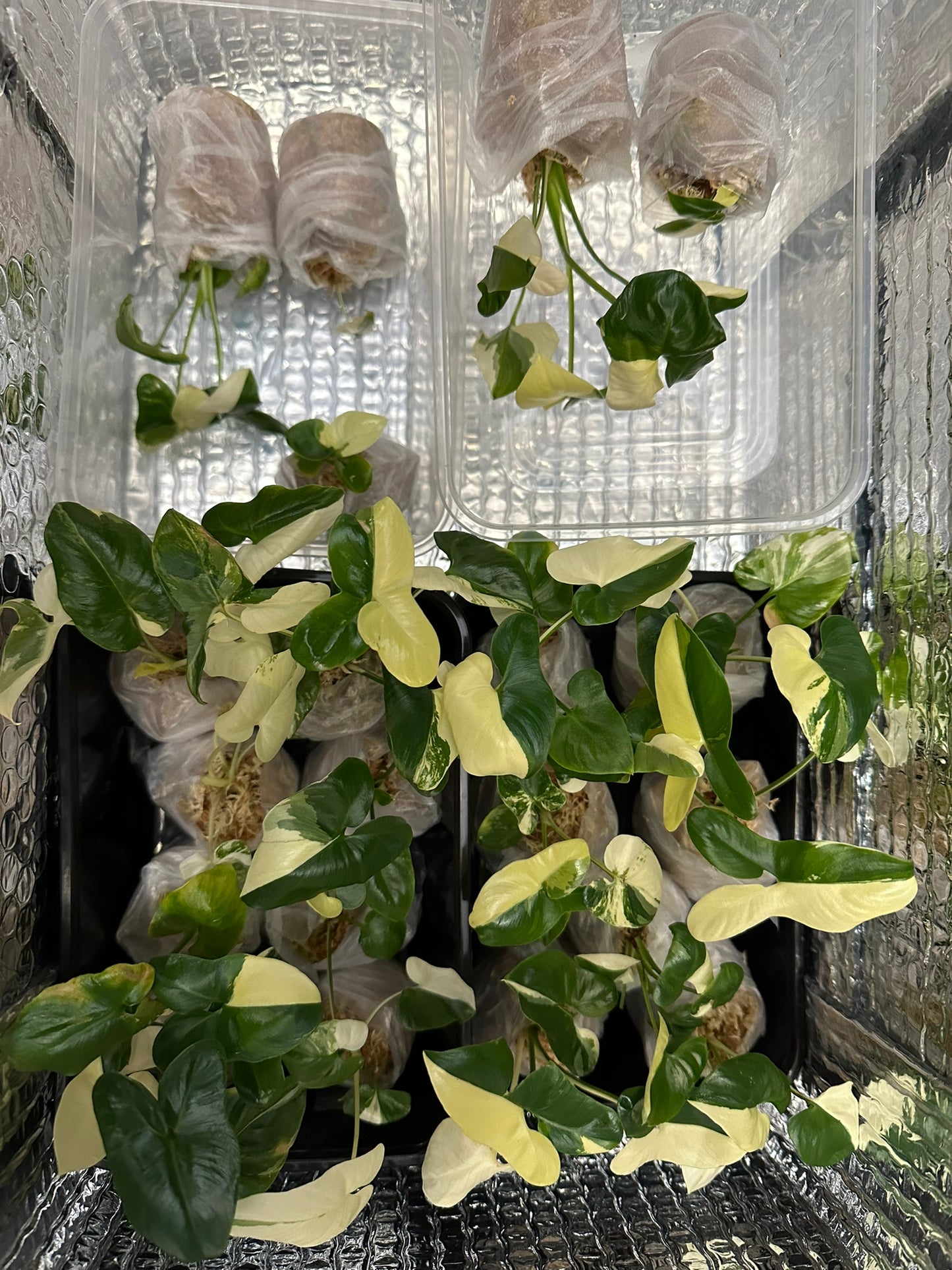 philodendron goeldii variegated Philodendron goeldii variegated TC Plantlet – OrchidBox Wholesale