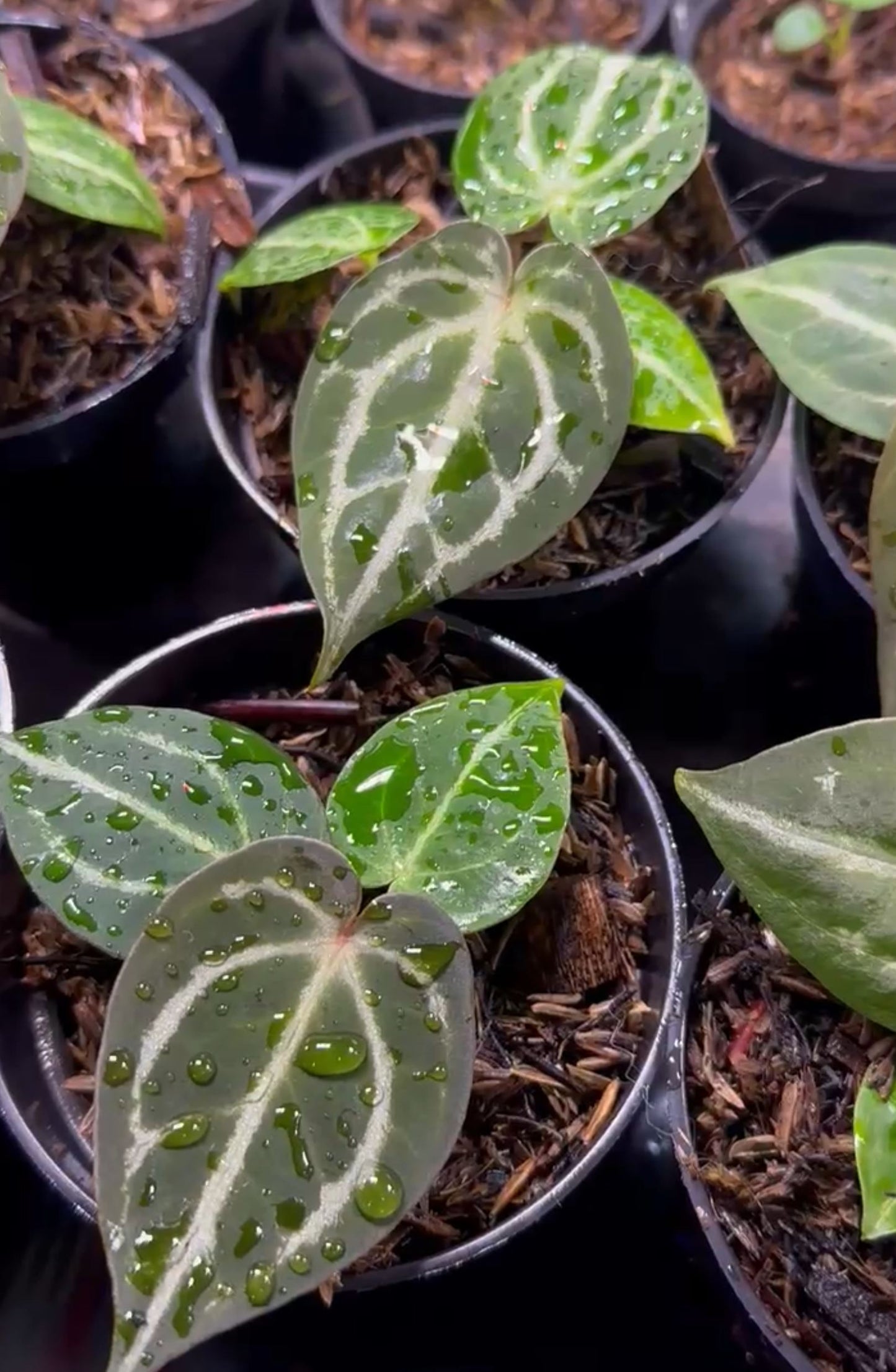 Anthurium "Red Crystallinum" NSE