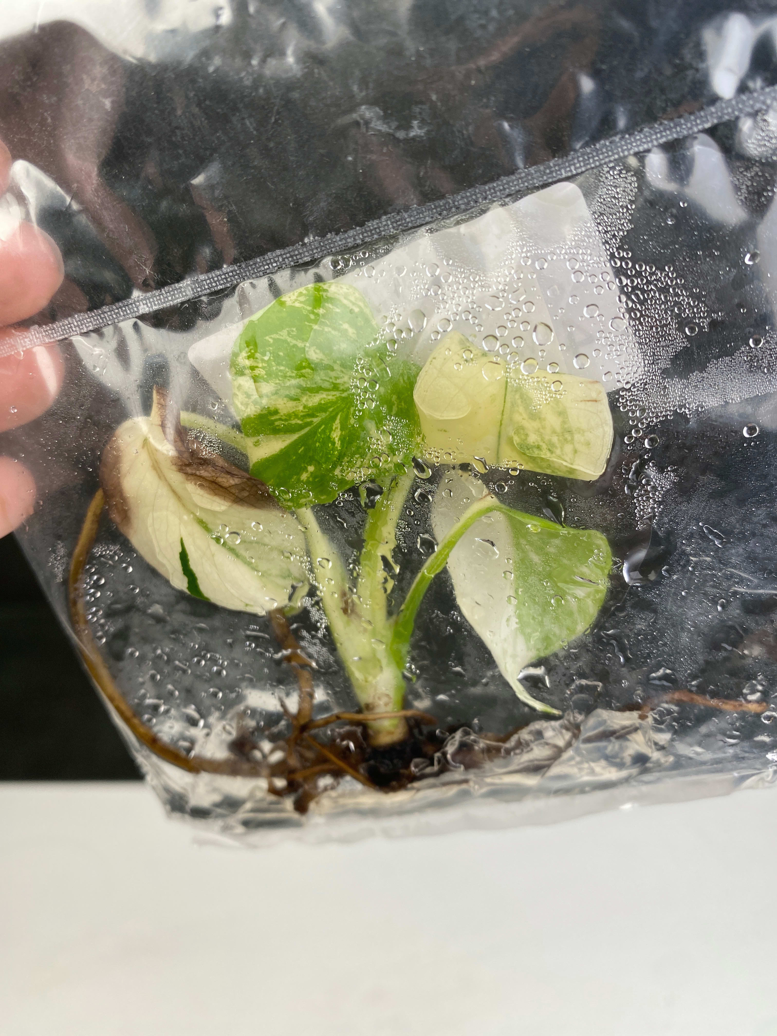 Monstera deliciosa “White Monster” variegated TC Plantlet *On Hand