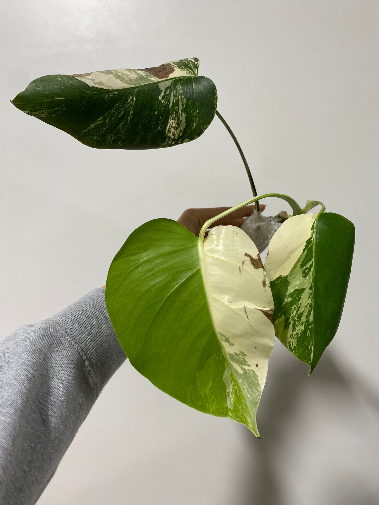 Monstera deliciosa "Albo" variegated SM-MD 2-3 leaves