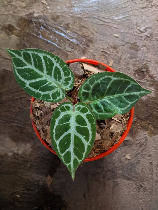 Anthurium "Silver Blush" x ("King of Spades" x "Red Crystalinum")