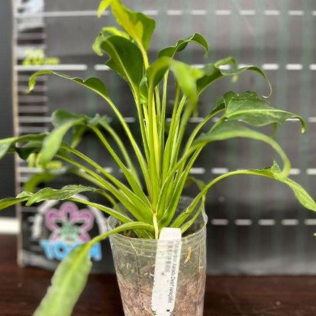 Philodendron Xanadu Dwarf Variegated 2.5" *On Hand*