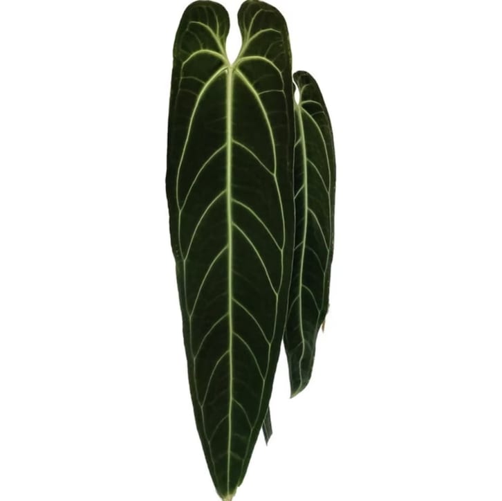 dd9e60f0-3cfd-4603-a3e3-81b62a519e81.png