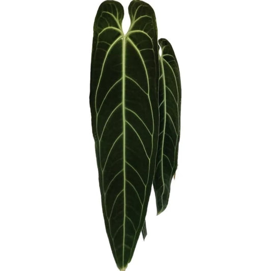 dd9e60f0-3cfd-4603-a3e3-81b62a519e81.png