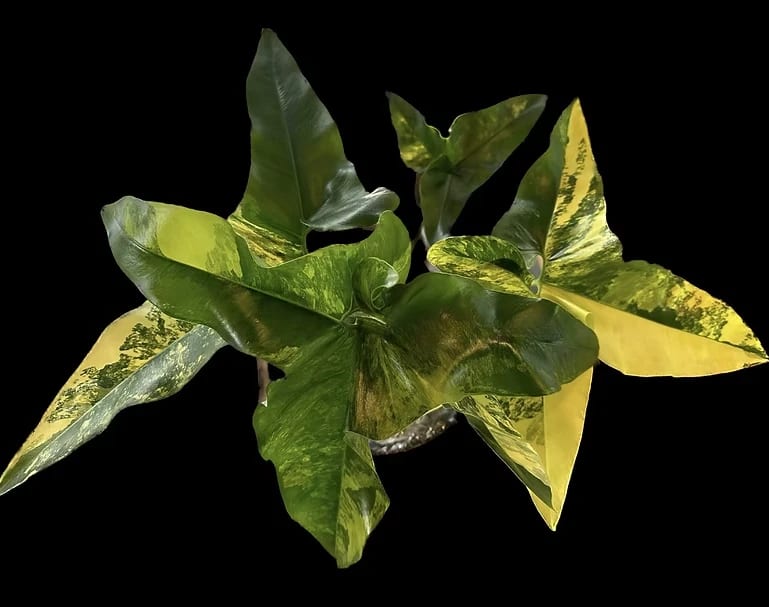 dde0de0e-7896-41d5-8590-a2778a84e9fa.png