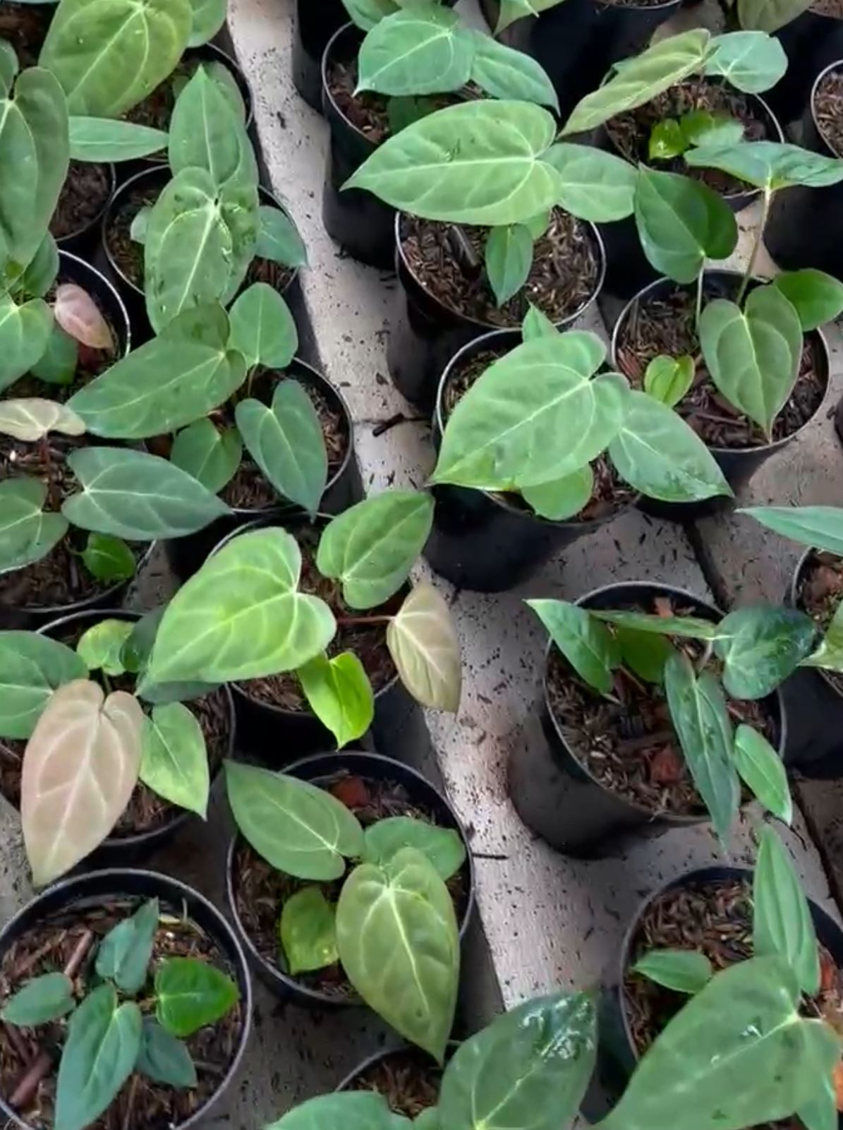 Anthurium dressleri x Anthurium dressleri x